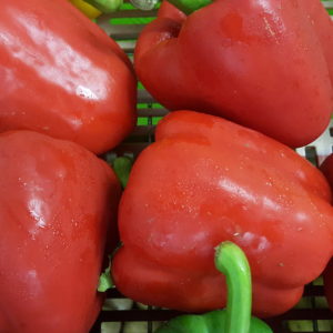 poivrons rouges au-potager-de-becheret©