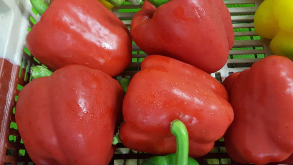 poivrons rouges au-potager-de-becheret©