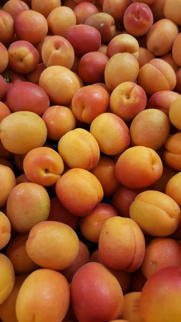 abricot espagne au-potager-de-becheret
