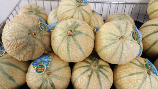 melon boule de miel au-potager-de-becheret©