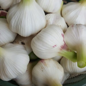 ail nouveau au-potager-de-becheret©