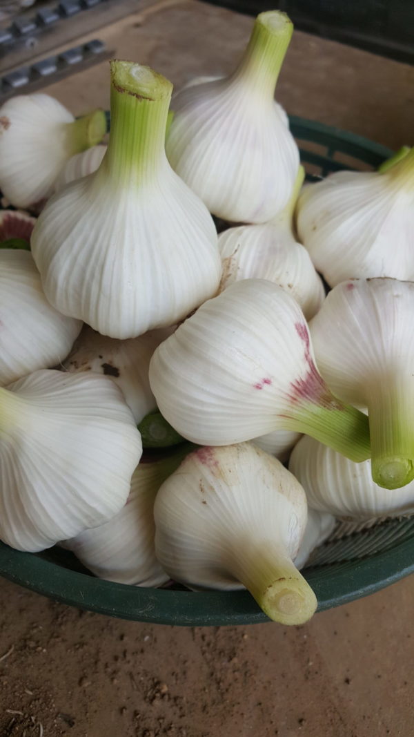 ail nouveau au-potager-de-becheret©