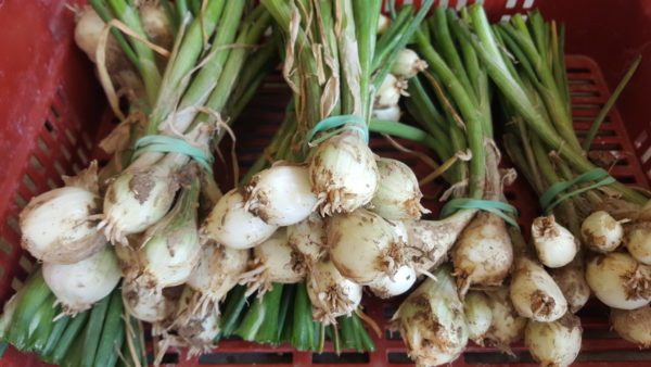 echalotte grise au-potager-de-becheret©