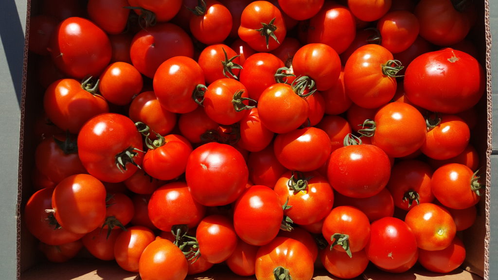 tomates rondes au-potager-de-becheret©
