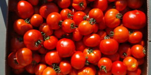 tomates rondes au-potager-de-becheret©