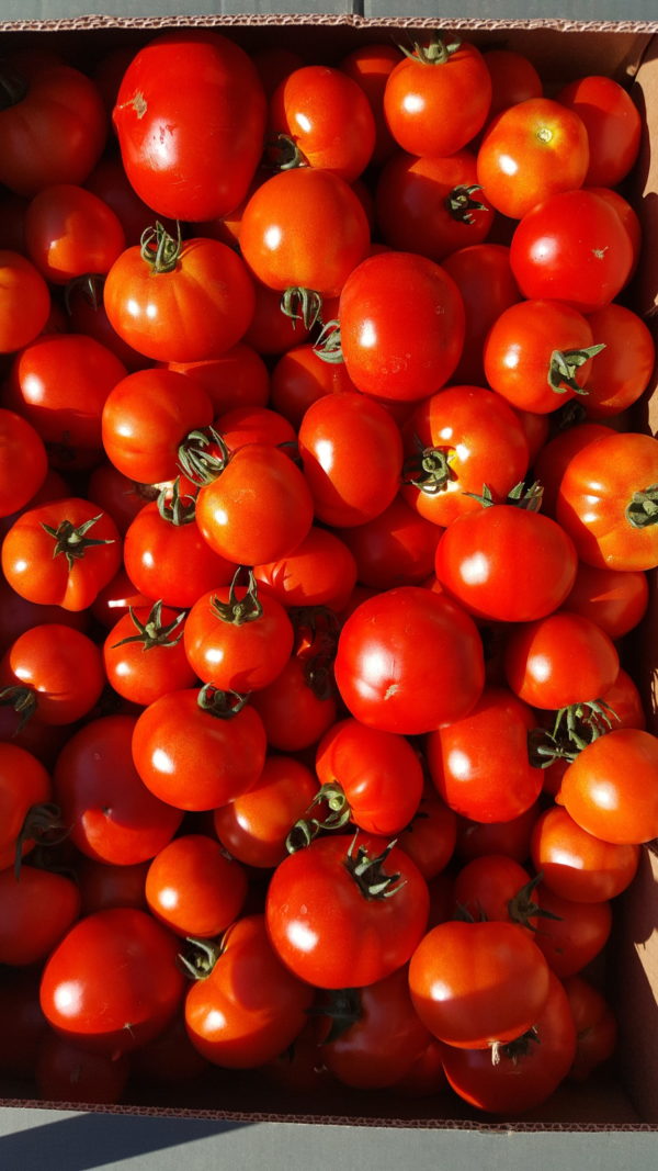 tomates rondes au-potager-de-becheret©