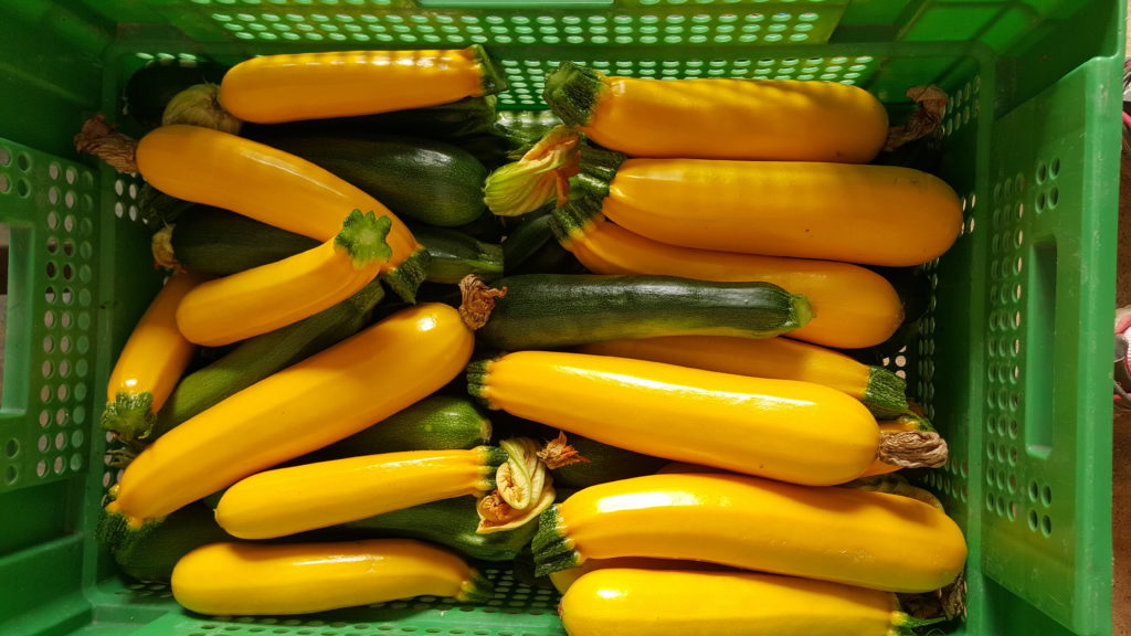 courgette au-potager-de-becheret©