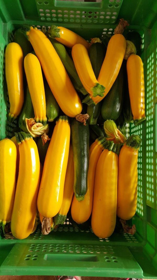 courgette au-potager-de-becheret©