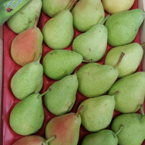 poire guyot 2018 au-potager-de-becheret©