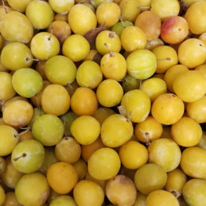 mirabelle au-potager-de-becheret©