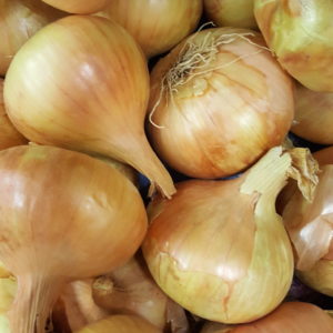 oignons jaunes au-potager-de-becheret©