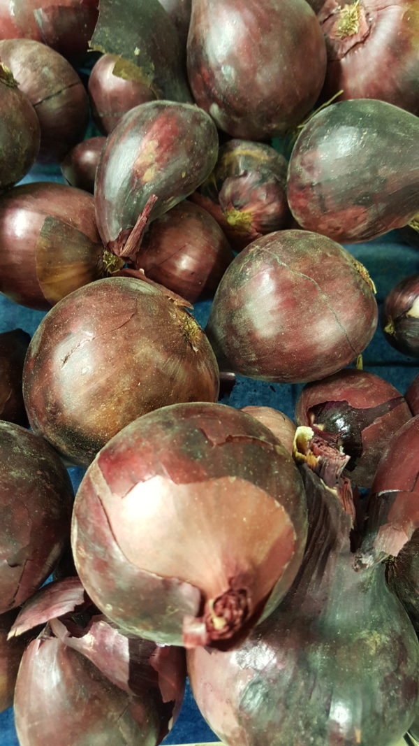 oignos rouges au-potager-de-becheret©