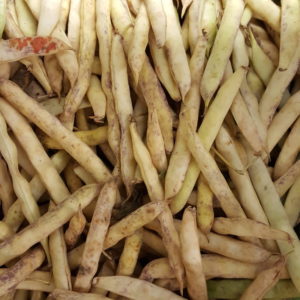 coco de paimpol au-potager-de-becheret