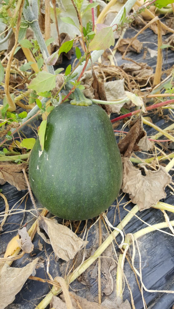 sucrine du berry au-potager-de-becheret©