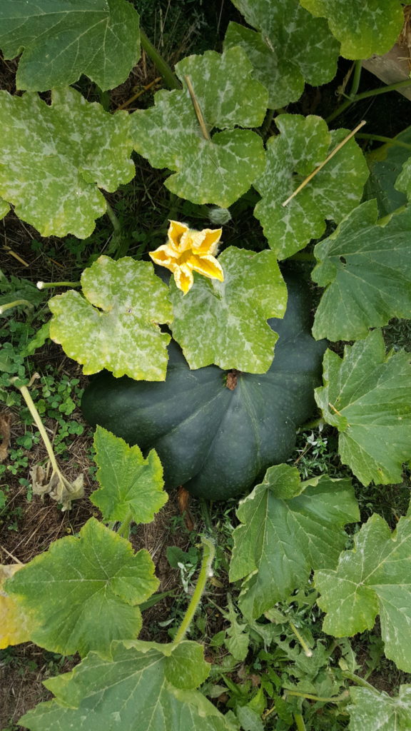 musquée de provence 2018 au-potager-de-becheret©