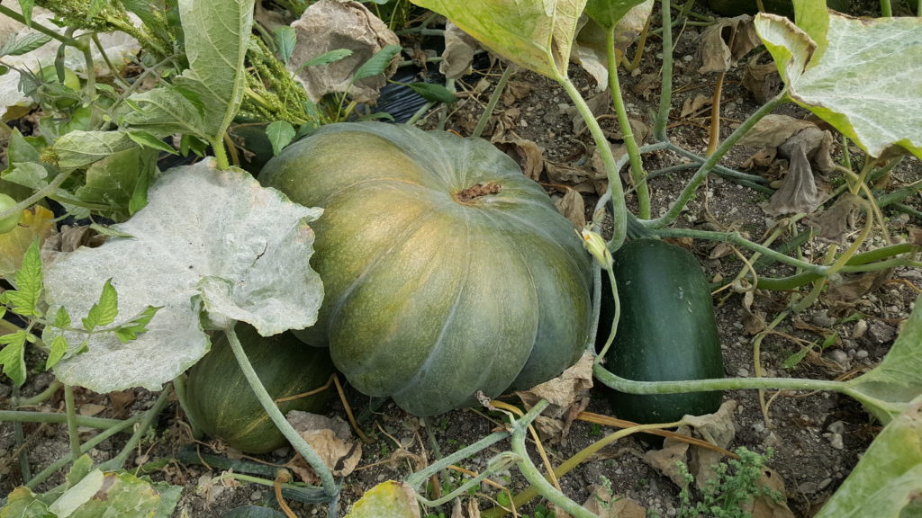 courges au-poatger-de-becheret©