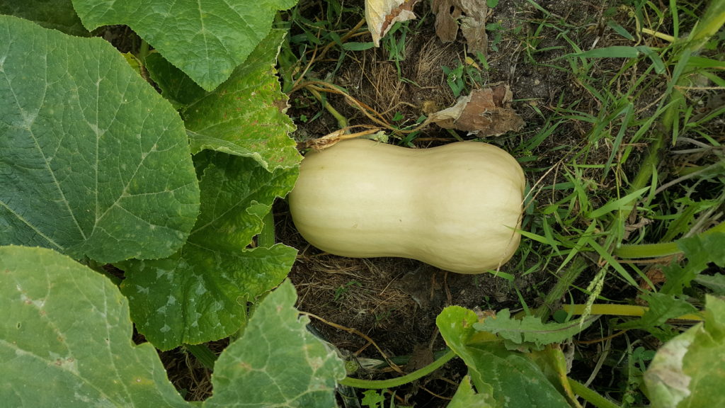 butternut 2018 au-potager-de-becheret©