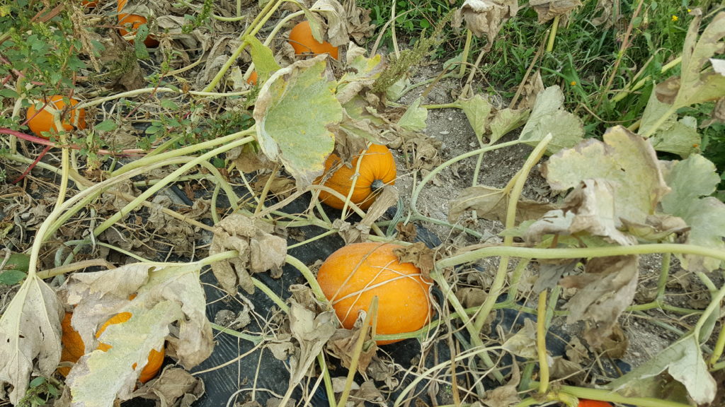 courge halloween 2018 au-potager-de-becheret©