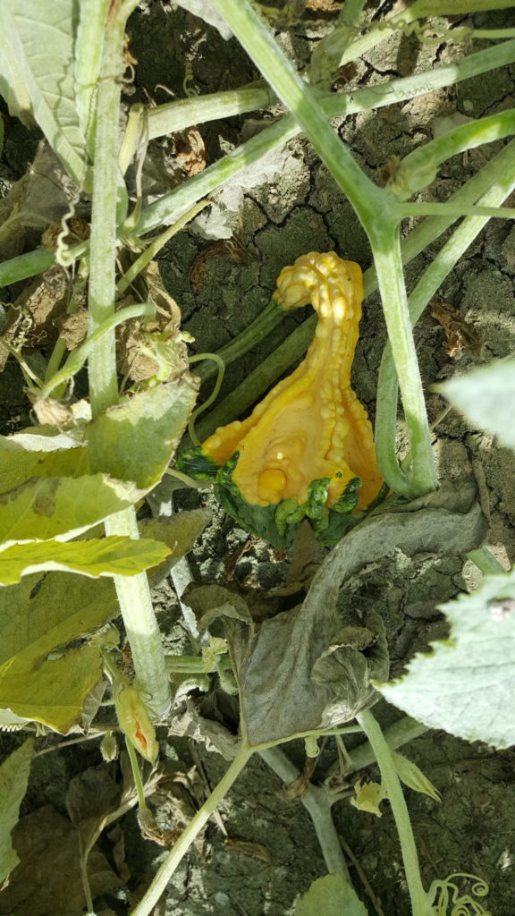 coloquinte 2018 au-potager-de-becheret©