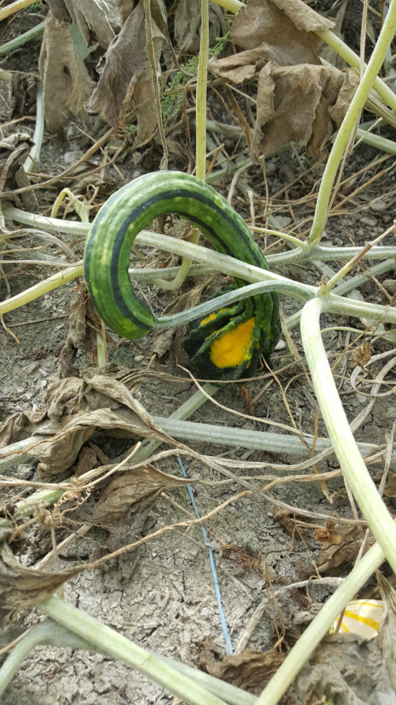 coloquinte au-potager-de-becheret©