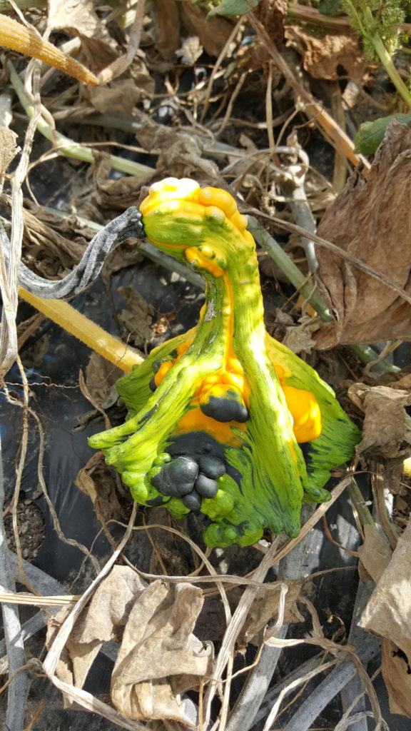 coloquinte au-potager-de-becheret©