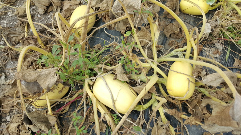 courge spaghetti 2018au-potager-de-becheret©