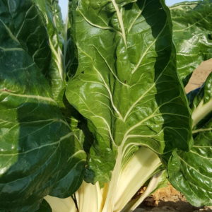 blette 2018 au-potager-de-becheret©