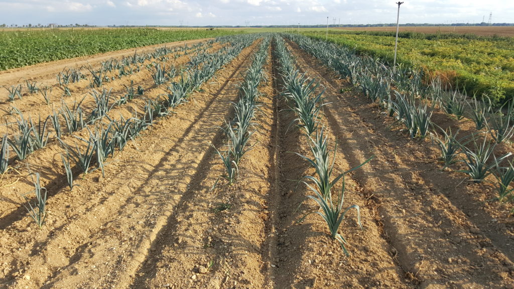 poireaux au-potager-de-becheret©