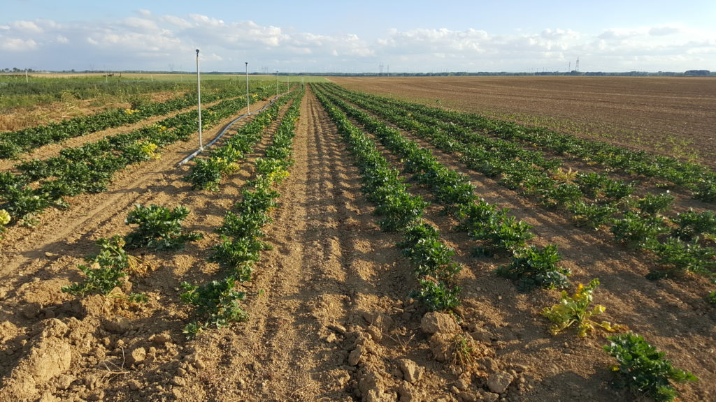 celeri au-potager-de-becheret©