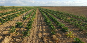 celeri au-potager-de-becheret©