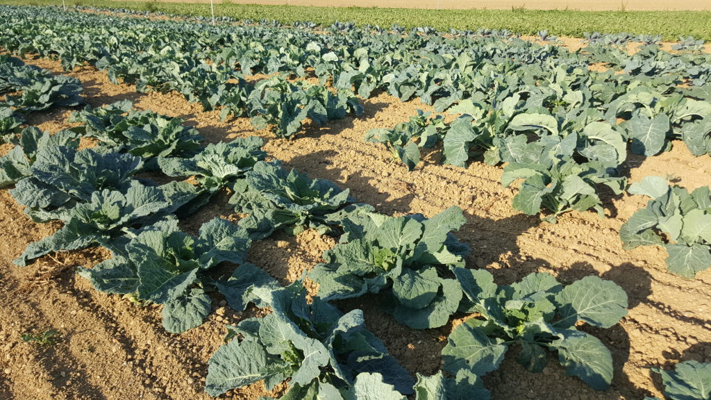 chou au-potager-de-becheret©