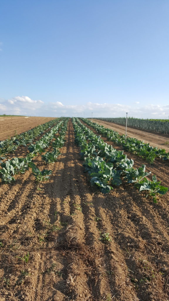 chou au-potager-de-becheret©