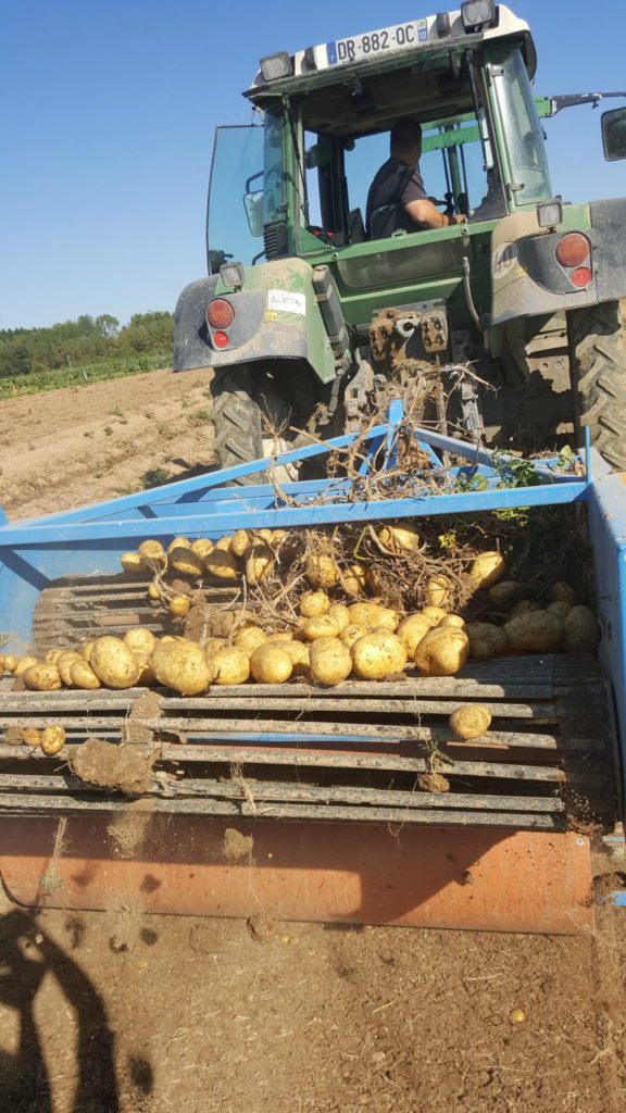 champs 2018 au-potager-de-becheret©