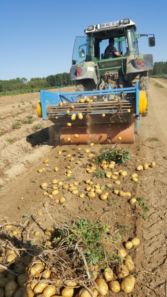 champs 2018 au-potager-de-becheret©