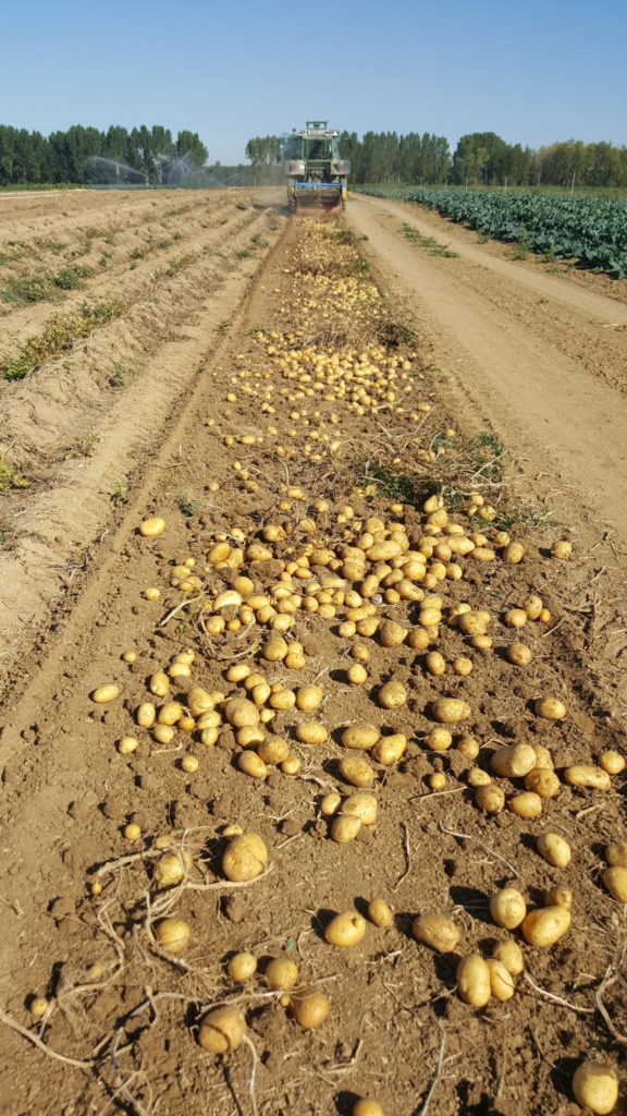 champs 2018 au-potager-de-becheret©