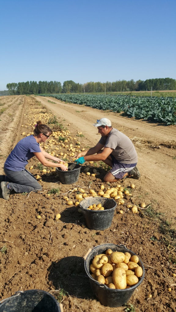 champs 2018 au-potager-de-becheret©