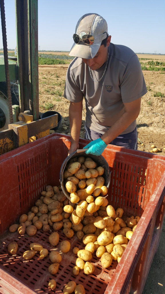 champs 2018 au-potager-de-becheret©