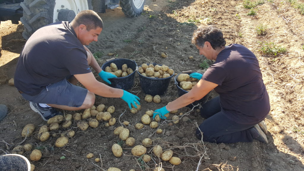 champs 2018 au-potager-de-becheret©