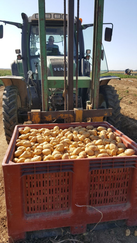 pomme de terre mona lisa au-potager-de-becheret©