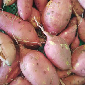 patate douce ferme 2018 au-potager-de-becheret©