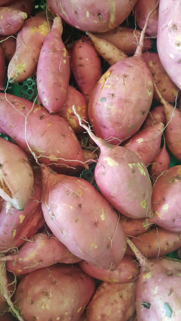 patate douce ferme 2018 au-potager-de-becheret©