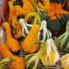 coloquintes 2018 au-potager-de-becheret©
