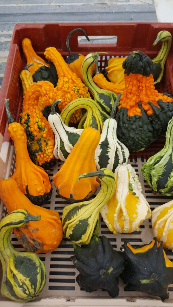 coloquintes 2018 au-potager-de-becheret©