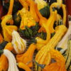 coloquintes 2018 au-potager-de-becheret©