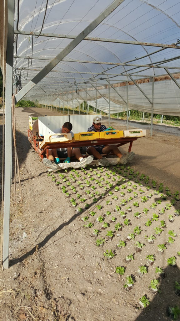 plantation mâche 2018 au-potager-de-becheret©