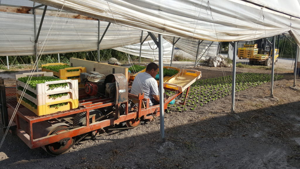 plantation mâche 2018 au-potager-de-becheret©