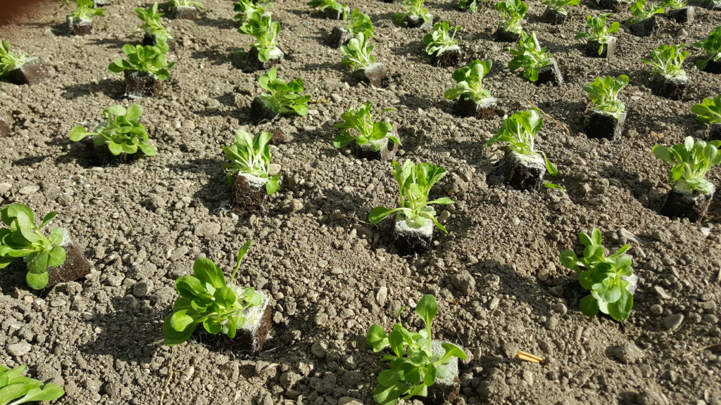 plantation mâche 2018 au-potager-de-becheret©