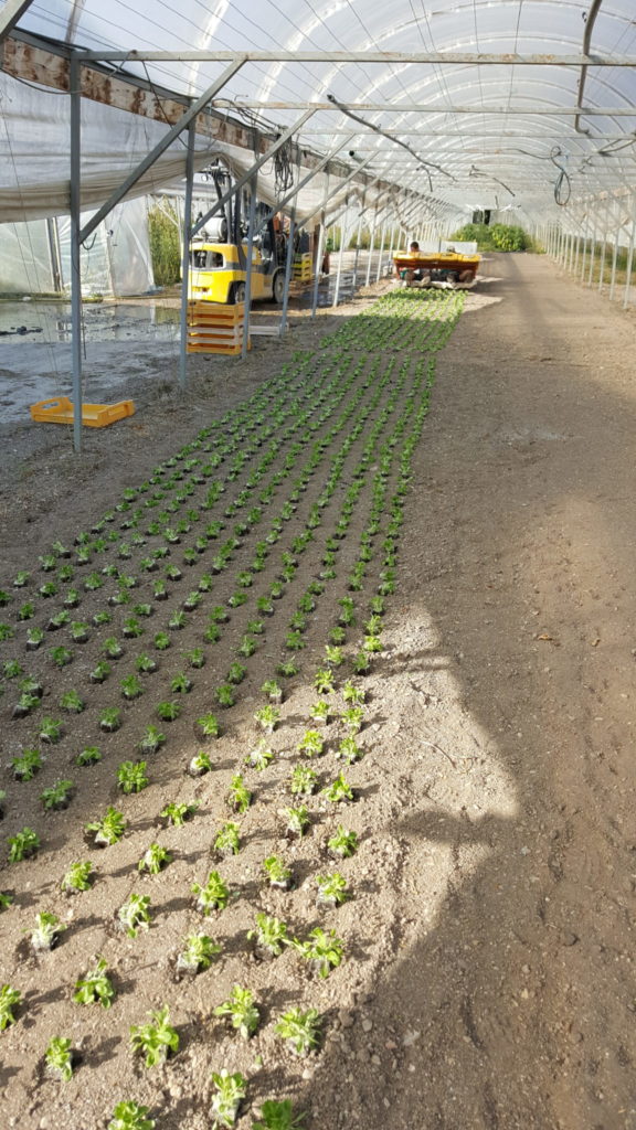 plantation mâche 2018 au-potager-de-becheret©