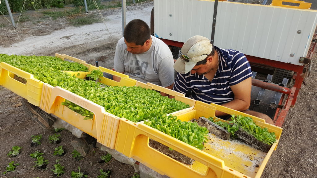 plantation mâche 2018 au-potager-de-becheret©