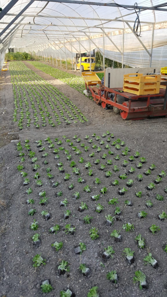 plantation mâche 2018 au-potager-de-becheret©